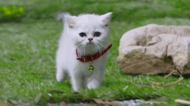 S01:E09 - Career Day / Follow That Car / Best Box