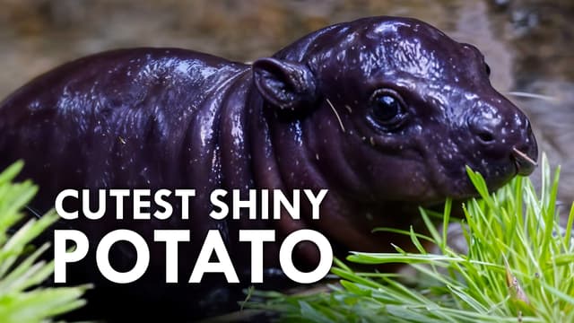 S01:E01 - Adorable & Strange Animals