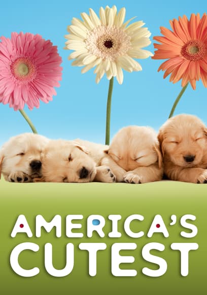 S02:E04 - Dogs: Cutified