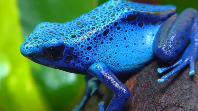 S01:E07 - Strangest Frogs in the Wild: Venom, Fails, and Shocking Survival Compilation