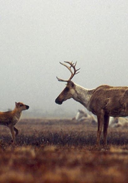 Being Caribou