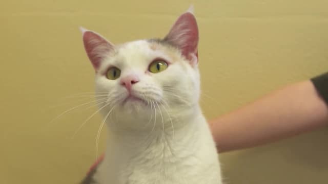 S02:E05 - Pet Project