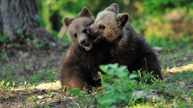 S03:E06 - Baby Animals From Polar Regions