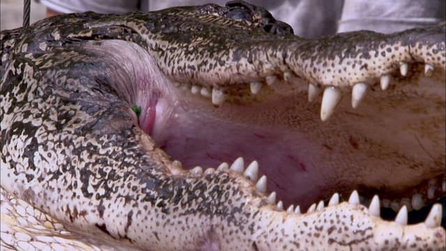 S05:E15 - Swamp Ambush