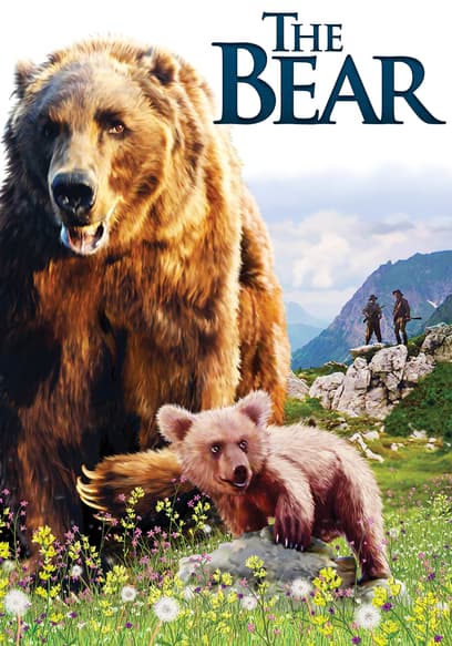 The Bear