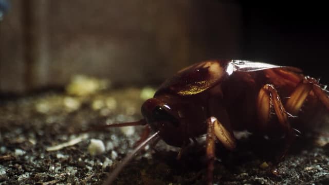 S01:E04 - Protección