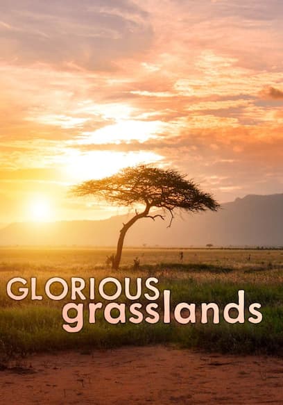 Glorious Grasslands poster