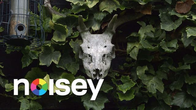 Noisey