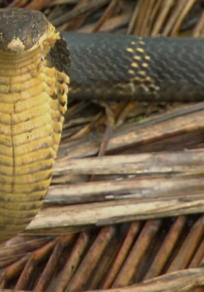 Affiche de S01:E01 - Asia's Deadliest Snakes
