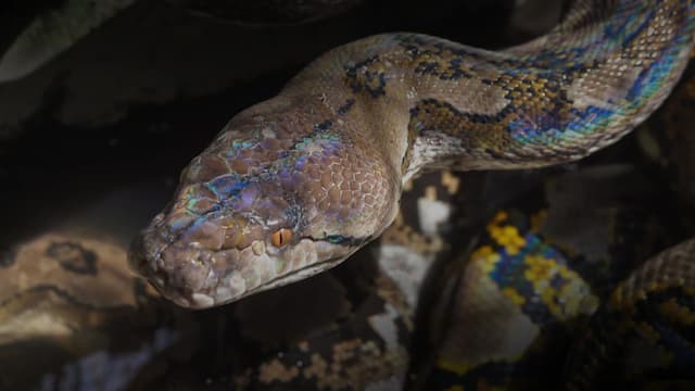 S03:E03 - The Night Serpent