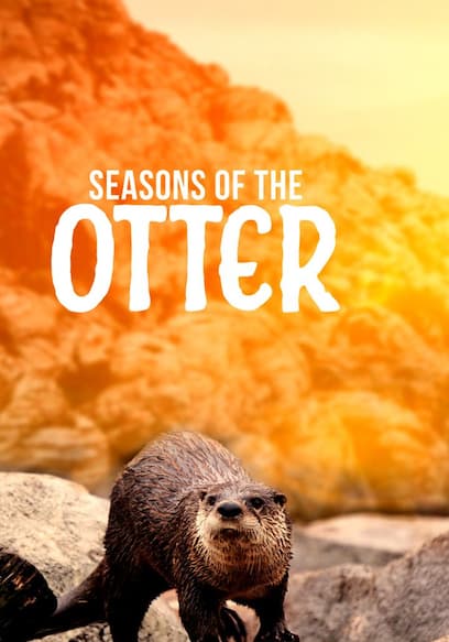 Seasons of the Otter poster