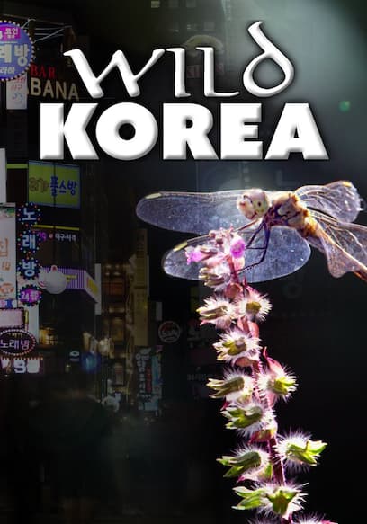 Wild Korea
