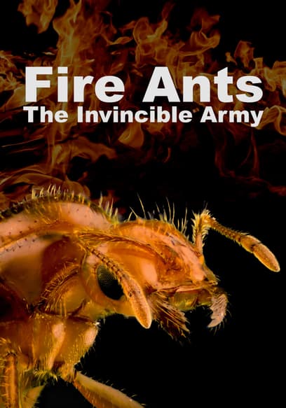 Fire Ants: The Invincible Army