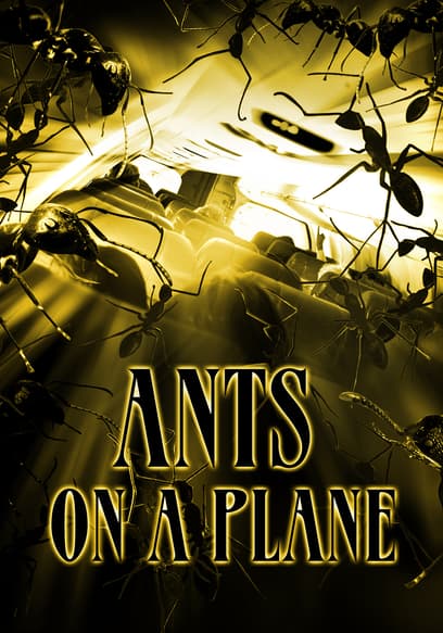 Ants on a Plane