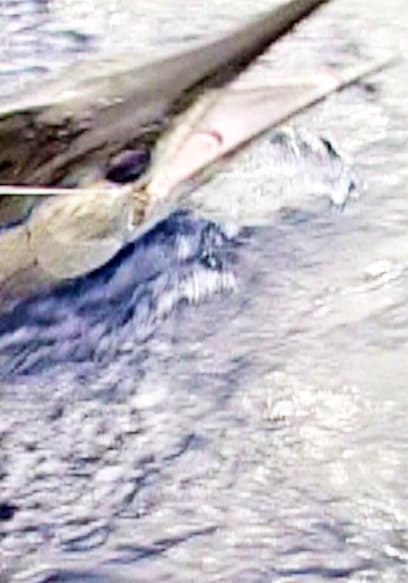 S01:E04 - Marlin Mission to Magdalena Bay: Part 3 poster