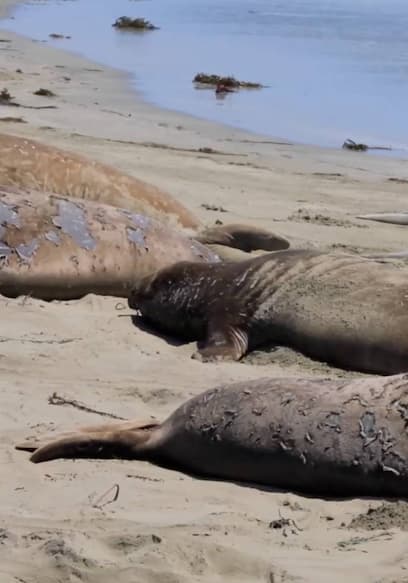 S01:E06 - Awe Inspiring Nature poster