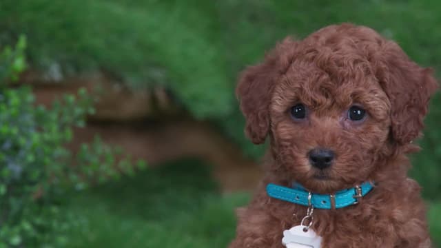 S02:E05 - Dogs: the Musical / Puppy Detective and the Mysterious Crunch / Icky Icky Wah Wah