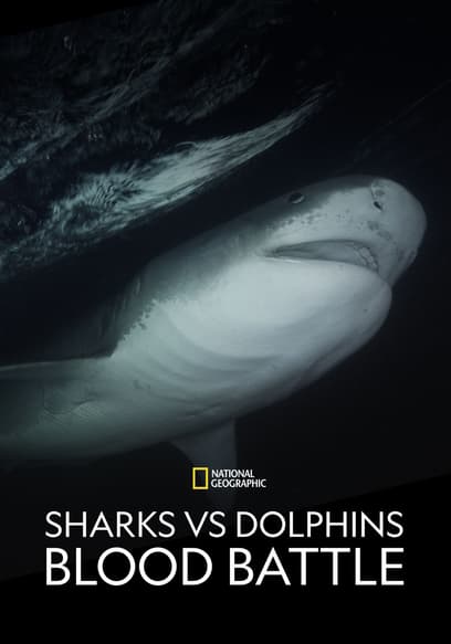 Sharks vs. Dolphins: Blood Battle
