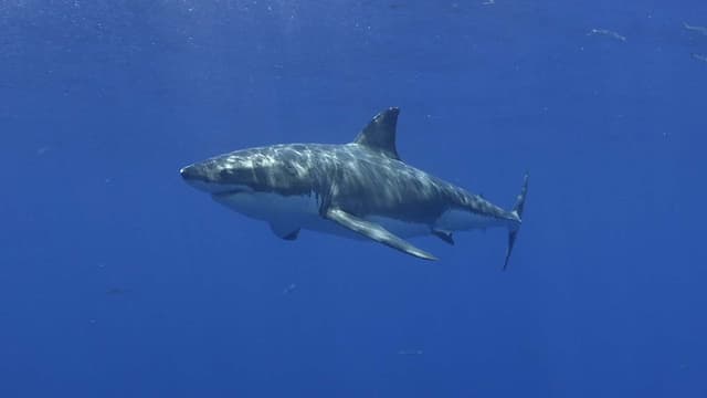 S06:E02 - Great White Shark Diving Near Guadalupe Island, Mexico