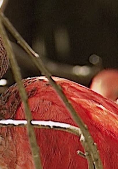 S01:E03 - Birds poster