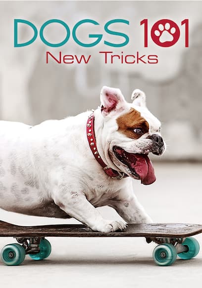Dogs 101: New Tricks