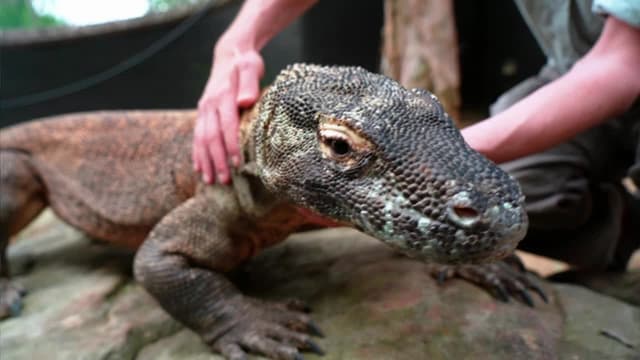 S01:E10 - Giraffe Move