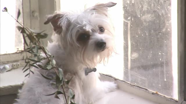 S09:E08 - Bad Dogs of Comedy