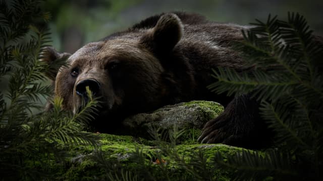 T01:C05 - S01:E05 - Guerreros naturales