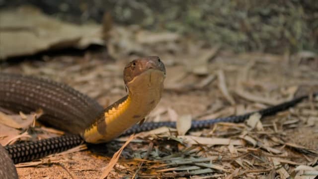 S01:E04 - Robert, King of Cobras