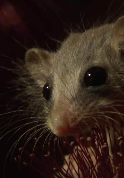 S01:E04 - Possum Power poster
