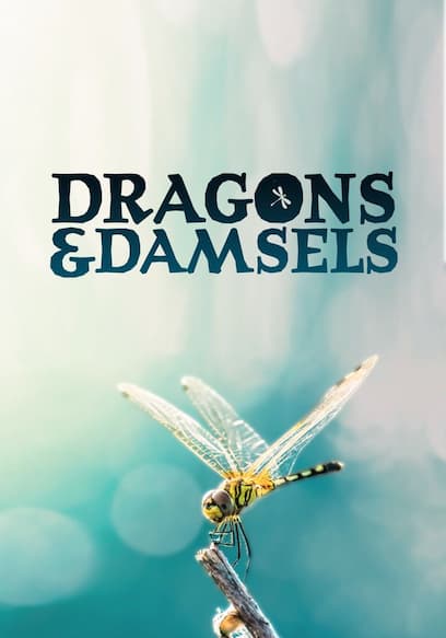 Dragons & Damsels