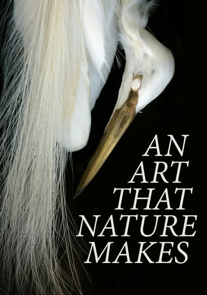 An Art That Nature Makes: The Work of Rosamond Purcell
