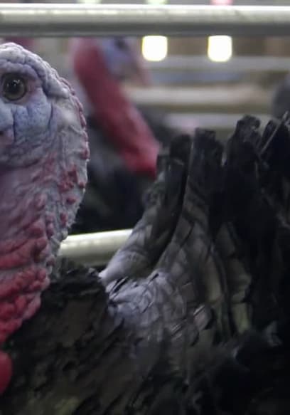 Póster de S01:E01 - Turkeys