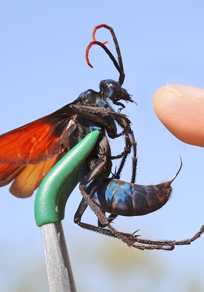 S01:E02 - Stung by a Tarantula Hawk! poster
