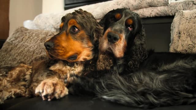 S06:E03 - Olive, Jazz, and Remy