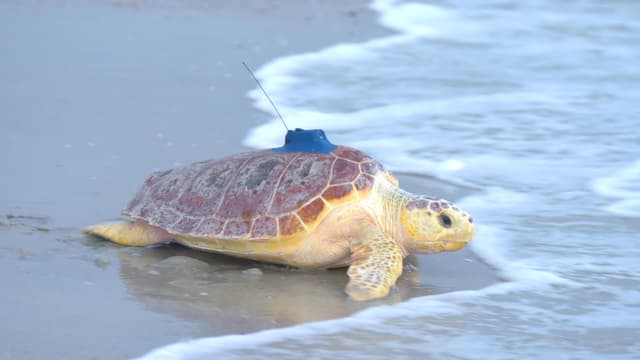 S01:E03 - Sea Creatures of the Florida Coast