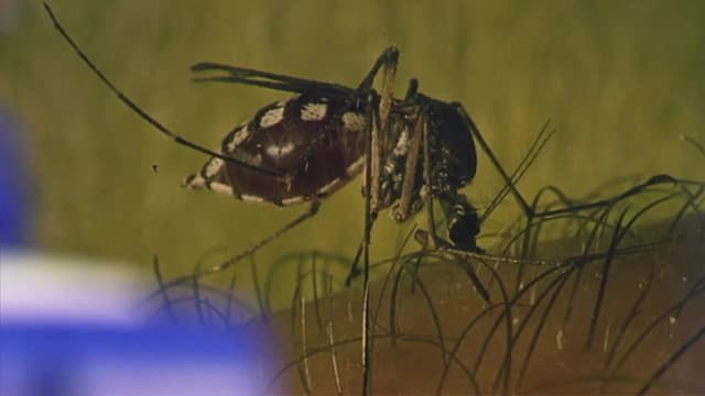 S01:E02 - Mosquitos
