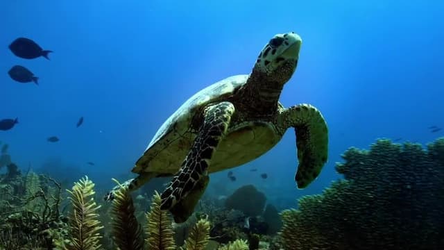 S01:E01 - Cuba, the Blue Island, Reefs Under High Surveillance