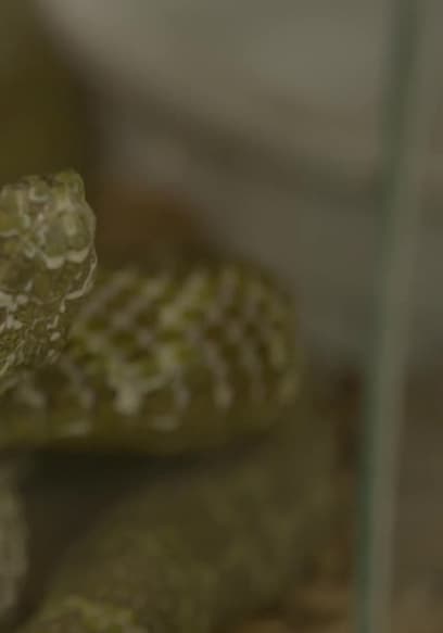 S04:E13 - Great Snakes! poster