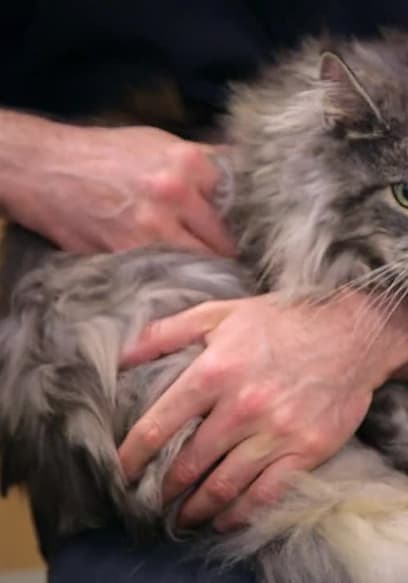 Watch The Supervet S03:E17 - Copee, Stouffie, and Cookie - Free TV ...