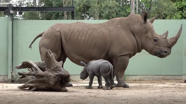 S02:E04 - Big Day for Baby Rhino