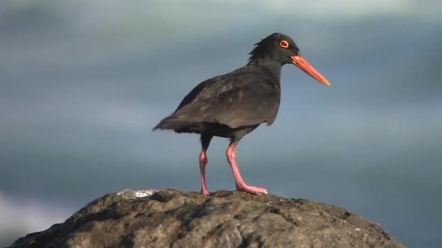 S01:E02 - La vida en el borde