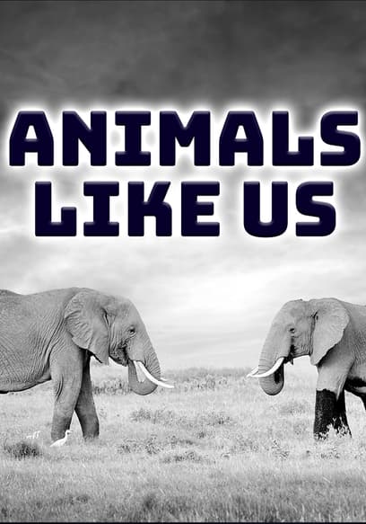 Animals Like Us