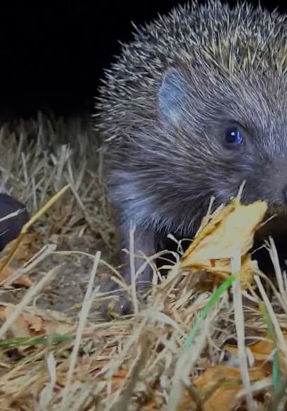 S01:E12 - Hedgehog Hospital poster
