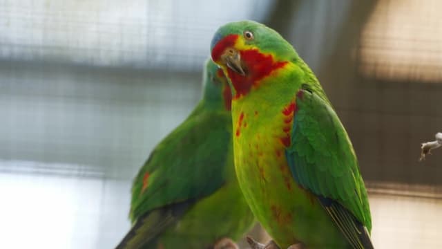 S02:E14 - Swift Parrot