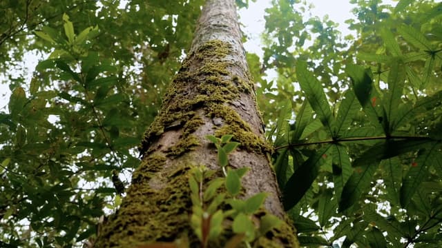 S01:E04 - Shadows of the Rubber Boom