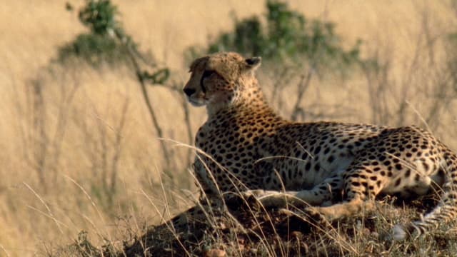 S01:E06 - Corre como el viento