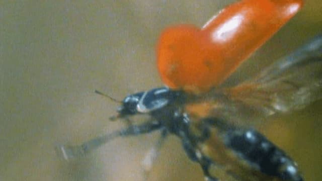 S01:E04 - Enjambres asombrosos (Pt. 2)