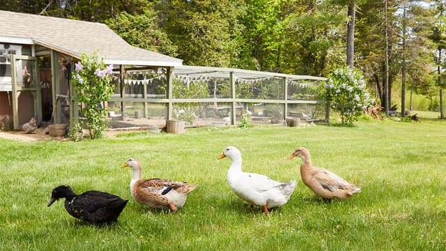 S02:E04 - Duck Duck Goose