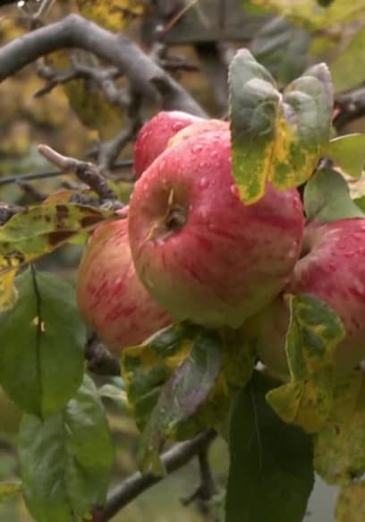S01:E04 - Apples and Cider poster